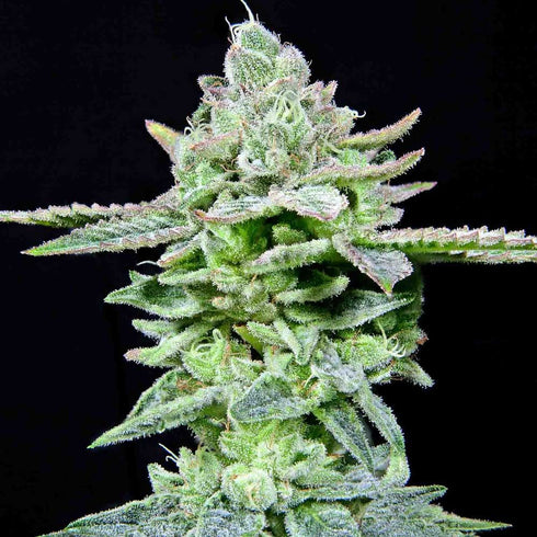 Grateful Seeds - Dirty Pam